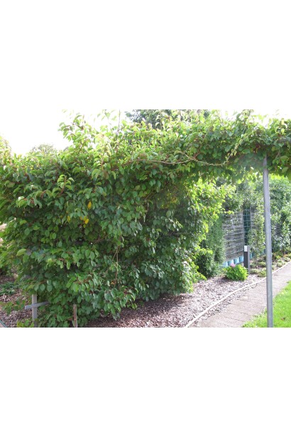 Актинідія аргута Вейк ліана